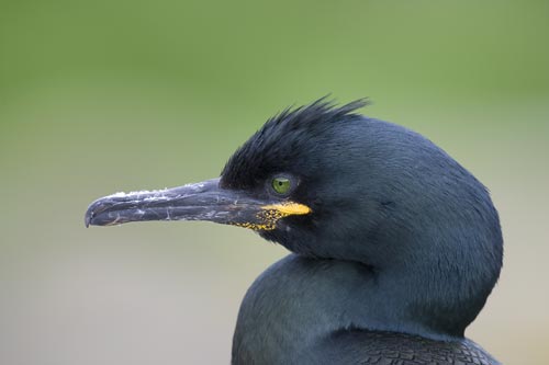 European Shag Phalacrocorax Aristotelis