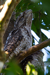 Papuan Frogmouth