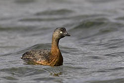 New Zealand Grebe