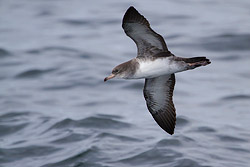 Pink-footed Shearwater