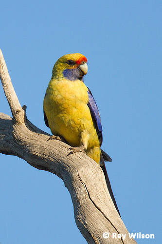 Yellow Rosella Platycercus Elegans Flaveolus