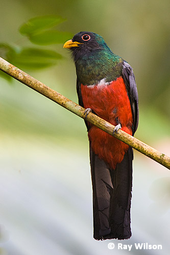 Black Tailed Trogon Trogon Melanurus