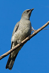 Black-faced Cuckoo-shrike