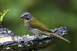 Buff-throated Saltator