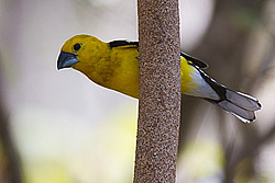 Golden-bellied Grosbeak / Southern Yellow Grosbeak