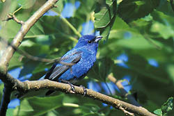 Indigo Bunting