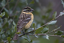 Black-headed Grosbeak