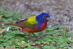 Blue Grosbeak