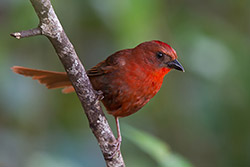 Blue Grosbeak