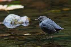 American Dipper