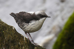 White-capped Dipper