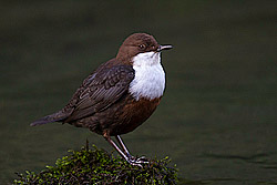 White-capped Dipper