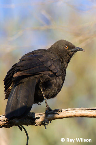 White Winged Chough Corcorax Melanorhamphos