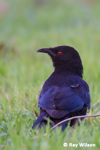 White Winged Chough Corcorax Melanorhamphos