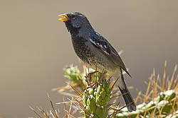 Buff-throated Saltator