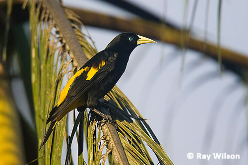 Yellow rumped bird named Cacique (latin name Cacicus cela) is