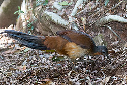 Superb Lyrebird