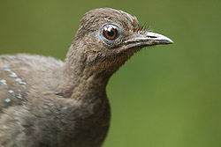 Superb Lyrebird