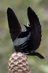 Satin Bowerbird