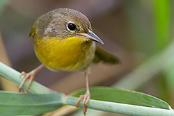 Bahama Yellowthroat