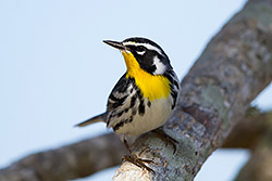 Yellow-throated Warbler