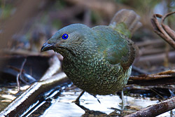 Satin Bowerbird