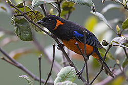 Fire-bellied Mountain-Tanager