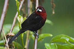 Silver-beaked Tanager