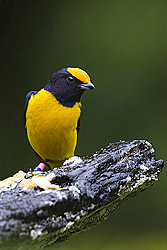 Orange-bellied Euphonia