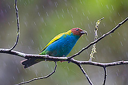 Bay-headed Tanager