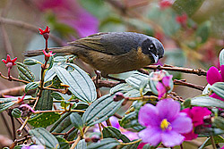 Black-eared Hemispingus