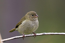 Greyish Saltator