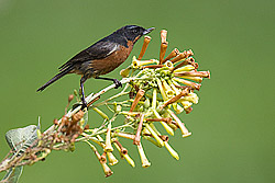 Black-throated Flowerpiercer