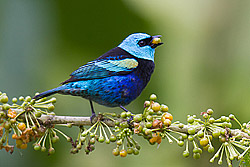 Blue-necked Tanager