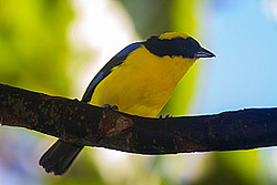 Scarlet-bellied Mountain-Tanager