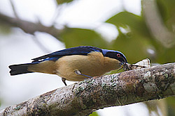 Fawn-breasted Tanager