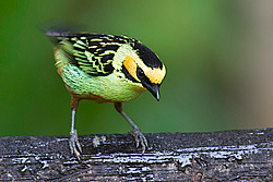 Golden-eared Tanager