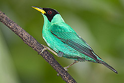 Green Honeycreeper