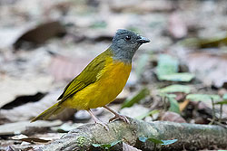 White-shouldered Tanager