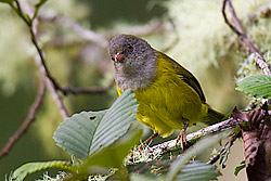 Grey-hooded Bush-tanager