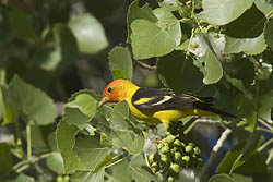 Western Tanager