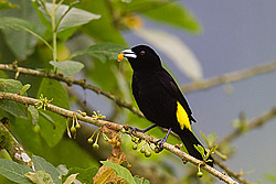 Lemon-rumped Tanager