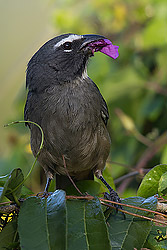 Greyish Saltator