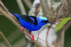 Green Honeycreeper