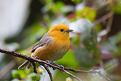 Rufous-chested Tanager