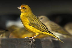 Saffron Finch