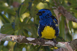 Turquoise Tanager