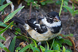 Lemon-rumped Tanager