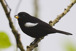 White-shouldered Tanager