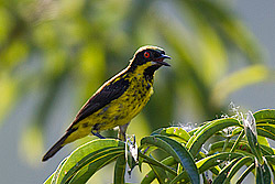 Yellow-bellied Dacnis